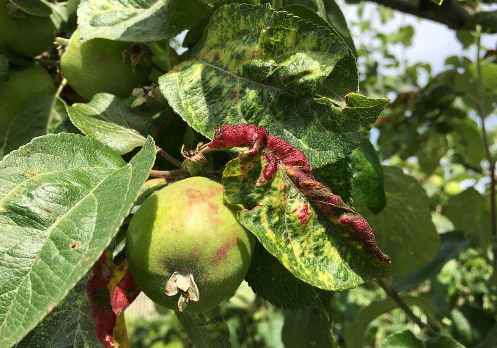 Отчет агрономов: почему чернеет ствол яблони и что делать?