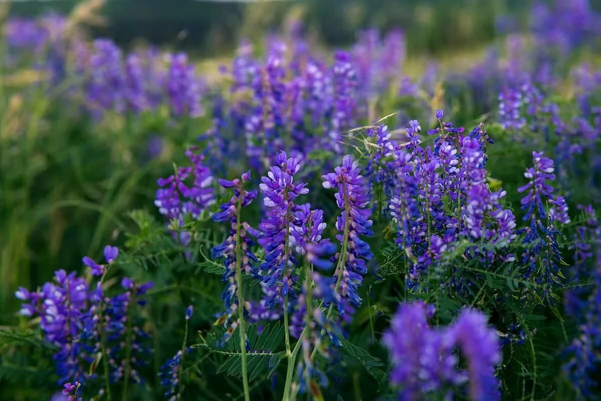 Цветок колокольчик: описание растения и фото некоторых садовых и дикорастущих видов