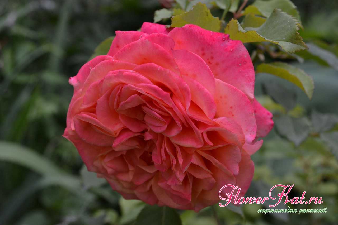 О самых неприхотливых и зимостойких сортах роз для дачи, долгоцветущие розы