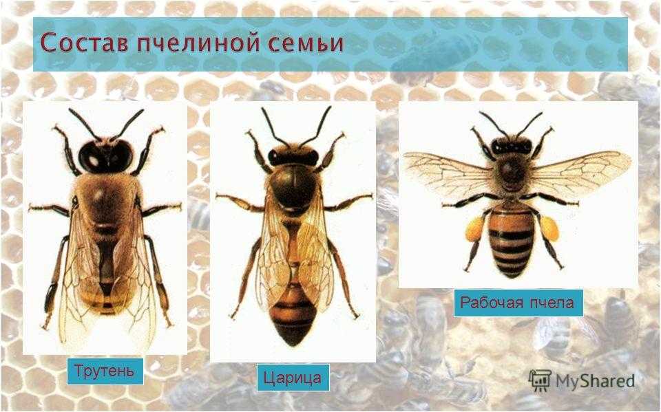 Роение пчёл. естественный природный процесс или проблема пчеловода?