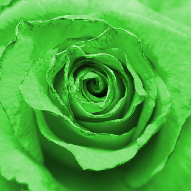 Красные розы через зеленое стекло. Зеленые розы. Розы зеленого цвета. Зелёные розы фото. Розы на зеленом фоне.