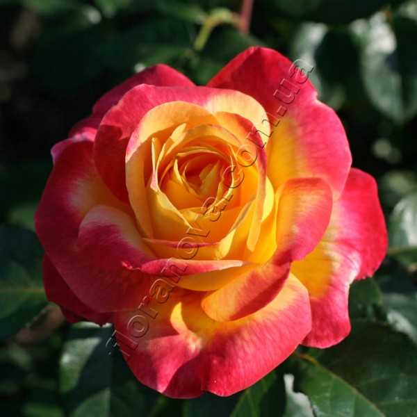 Розы кордес – 7 отличий, проверенные сорта и возделывание
