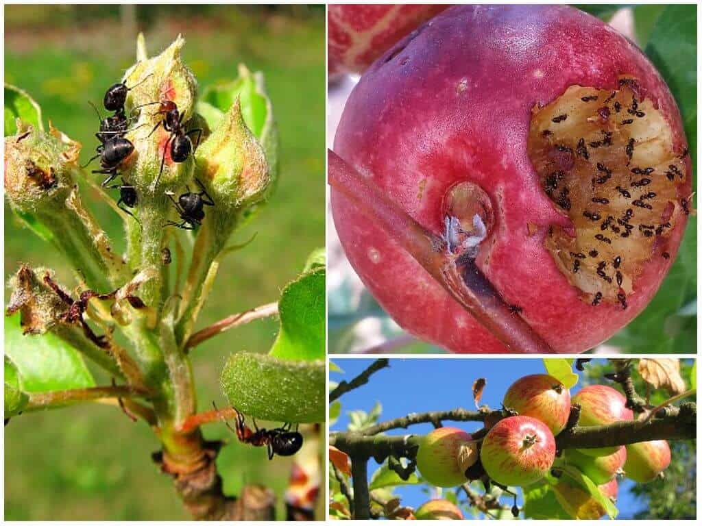 Определяемся, когда опрыскивать яблони от вредителей без вреда для урожая