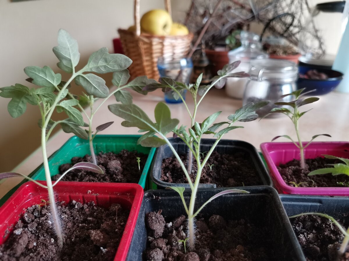 Тонкие стебли у рассады томатов