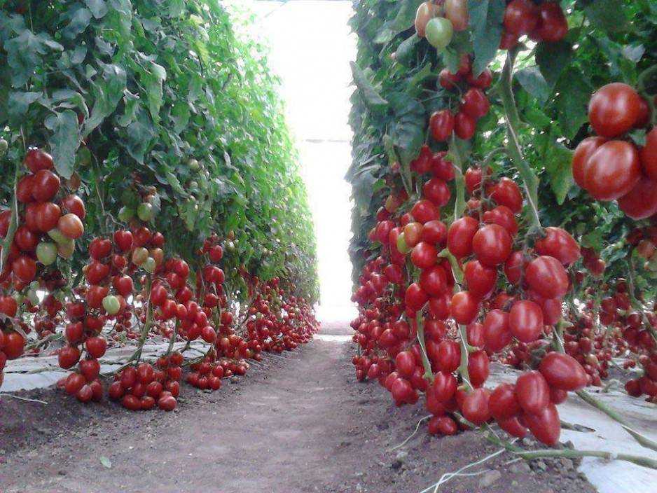Схема размещения помидоров в теплице 3х6