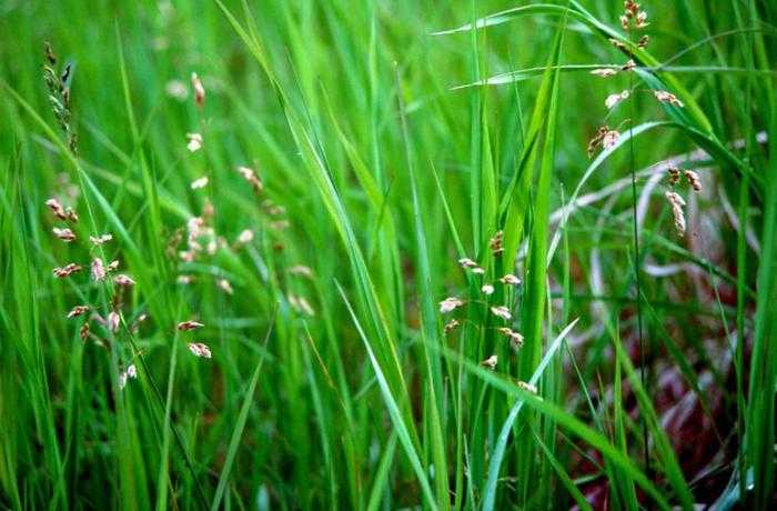 Описание травы зубровки и целительные свойства, применение и рецепты
