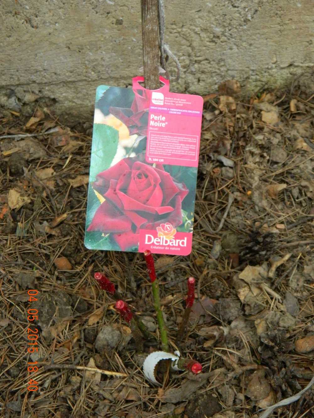 Реанимировать розы садовые. Как можно оживить розу. Как реанимировать срезанные розы. Как оживить розы из упаковки.
