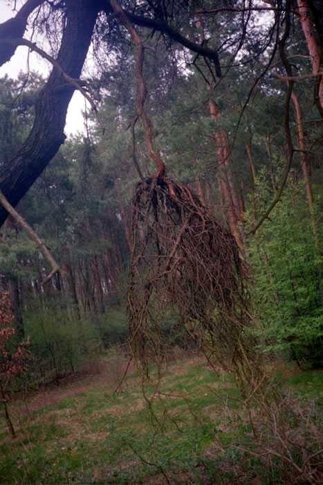 Ведьмина метла на дереве, малине: фото, лечение, как избавиться