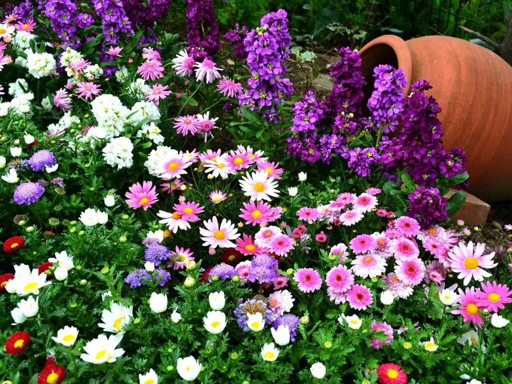 Низкорослые цветы для сада: однолетники и многолетники