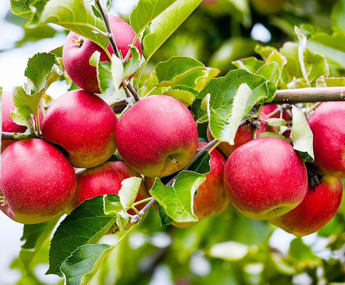 Яблоня сорта народное — ароматный осенний подарок