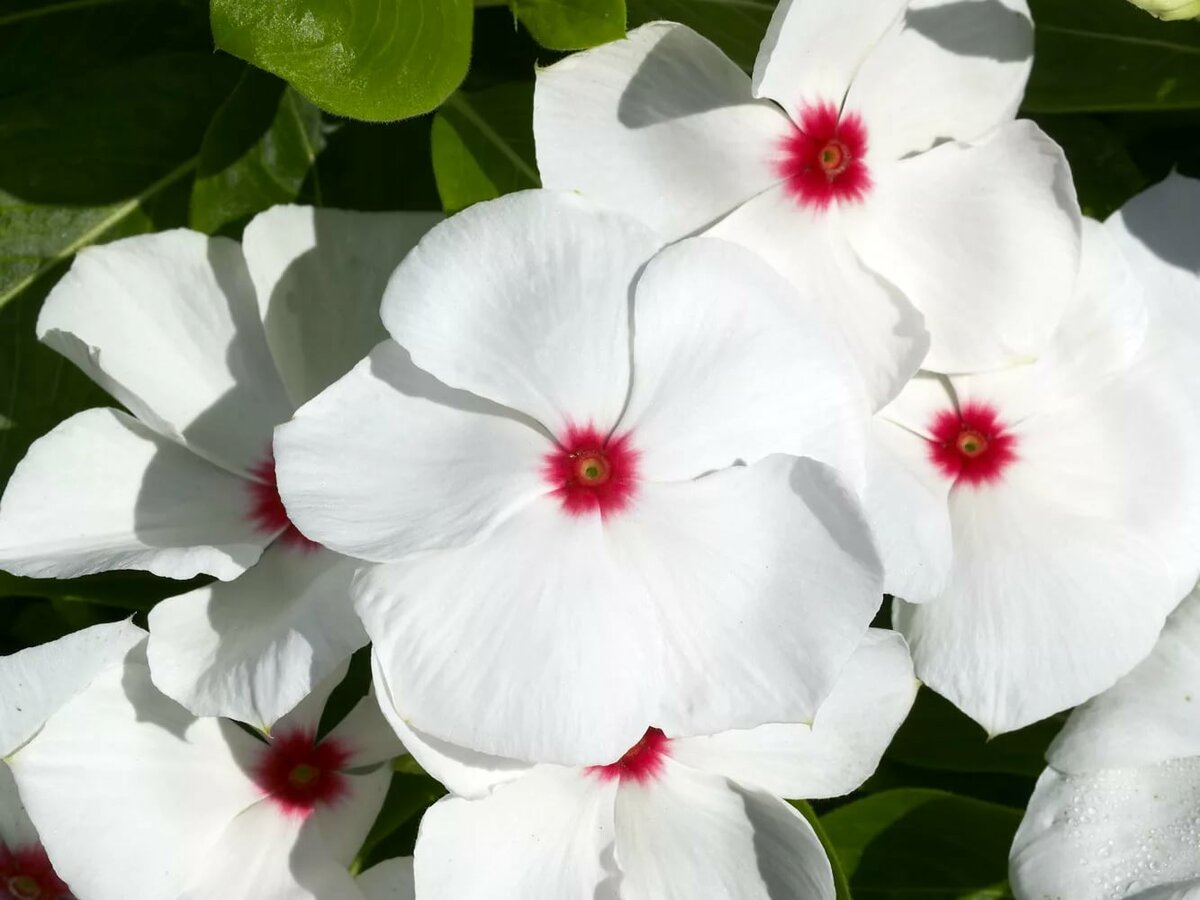 Цветы катаратус: фото цветков, уход и выращивание в домашних условиях, размножение комнатного катарантуса
