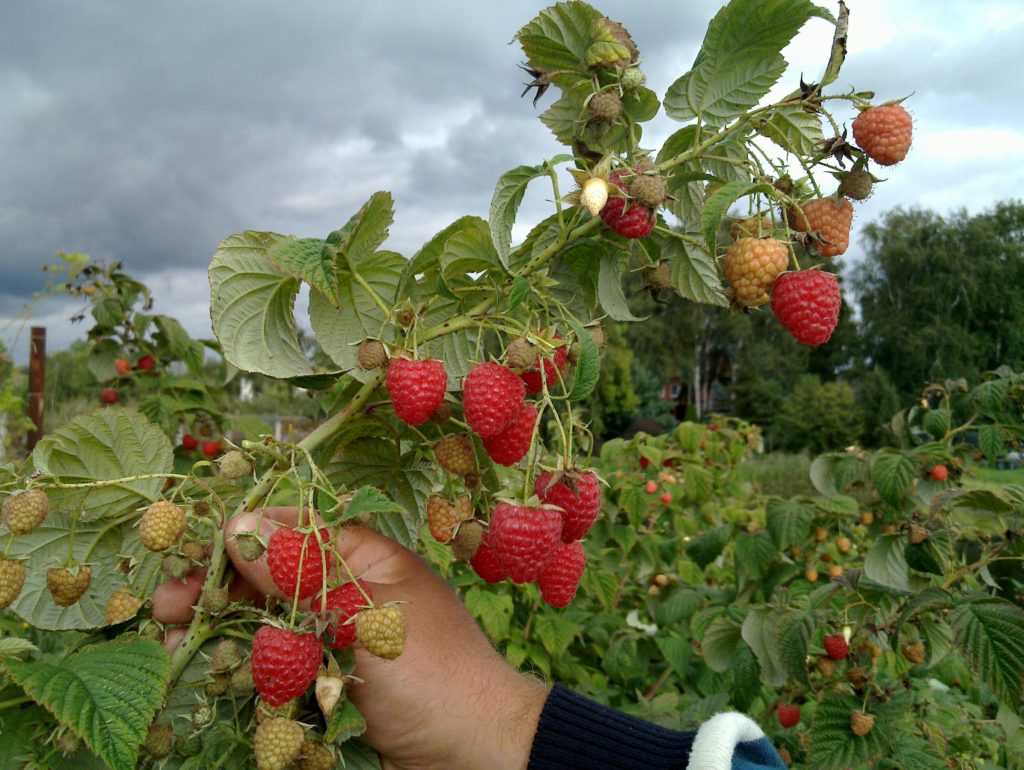 Малина зюгана описание сорта фото