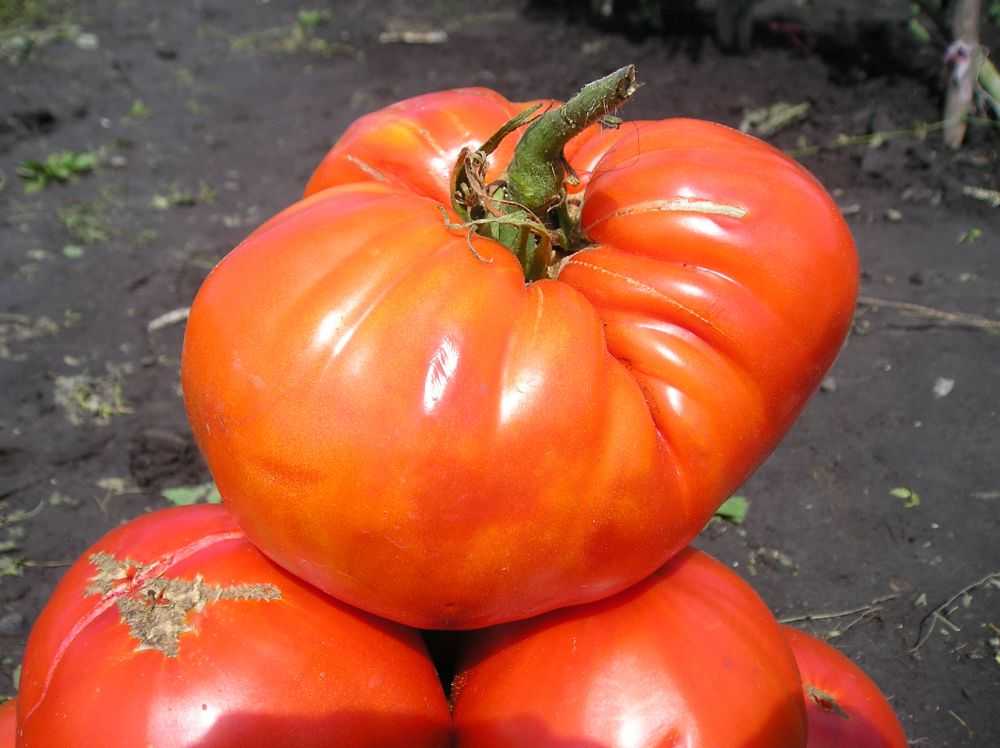 Крупнопдлодный сорт томата «сахарный гигант» для южных регионов: описание, характеристика, посев на рассаду, подкормка, урожайность, фото, видео и самые распространенные болезни томатов