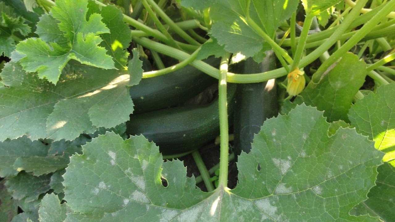 Цукини — как вырастить нежный и полезный овощ