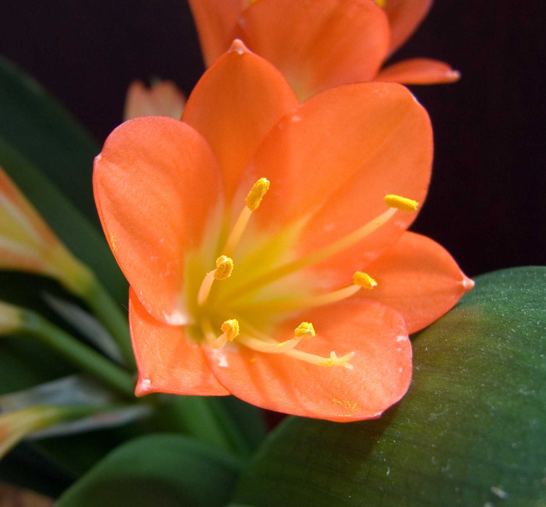 Оранжевое комнатное растение. Кливия. Clivia Orange цветок. Лилия Кливия. Кливия цитрина.