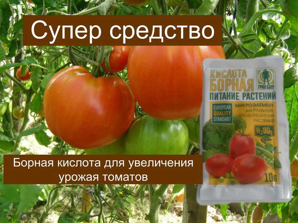 Подкормка огурцов и помидоров борной кислотой