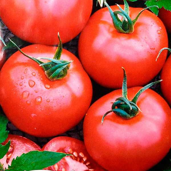 Лучшие сорта томатов: топ самых урожайных помидоров 2019 года
