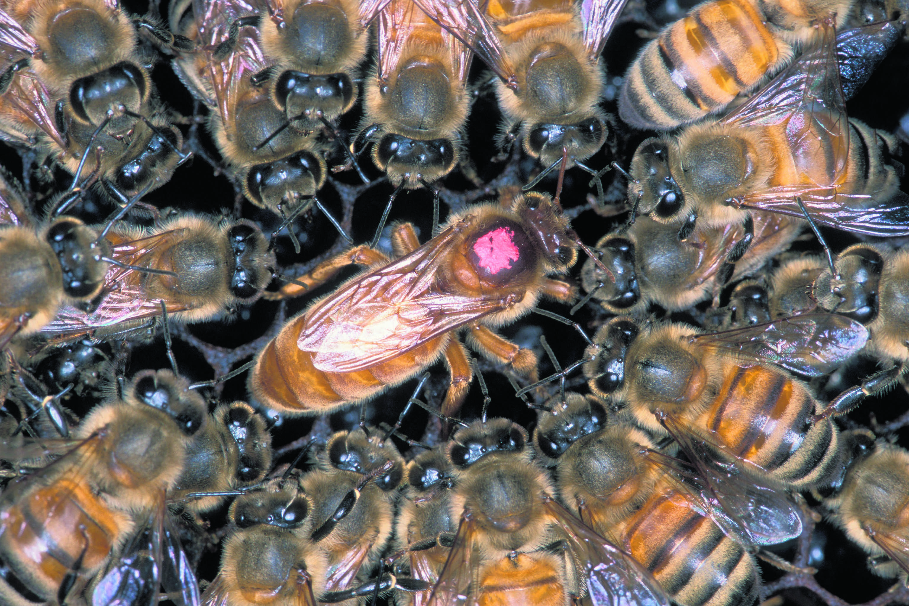 Пчелиная семья. Трутень в улье. Неплодная пчеломатка. Матка пчелы. Королева пчел пчеломатка.