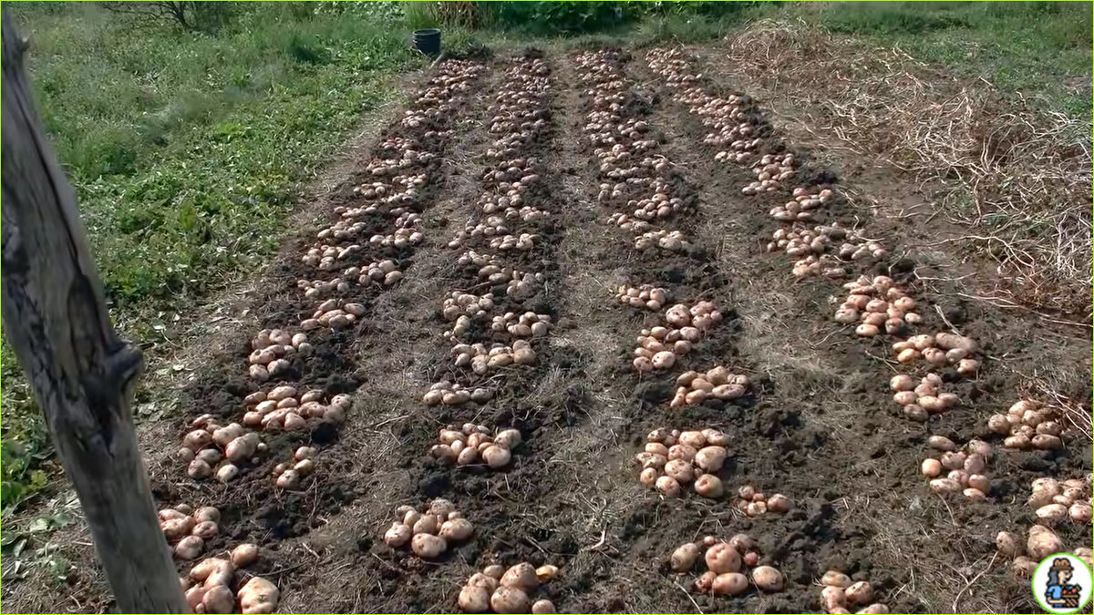 Посадка картошки правильно. Окучивание сдвоенных рядов картофеля. Способы посадки картофеля. Технология посадки картошки. Метод посадки картофеля.