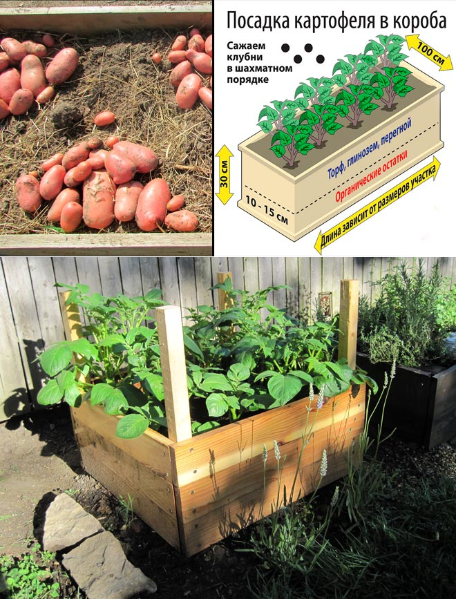 Выращивание картофеля: 7 эффективных способов