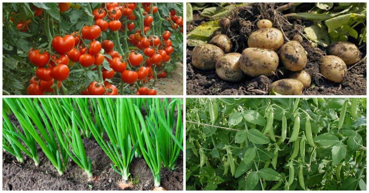 Совместимость овощных культур на грядках: секреты богатого урожая