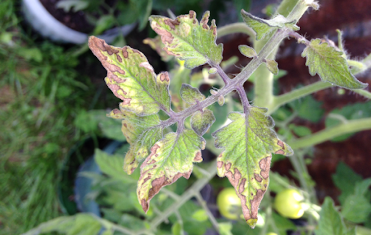 Рассада помидоров фиолетовая и плохо растет: причины и что делать