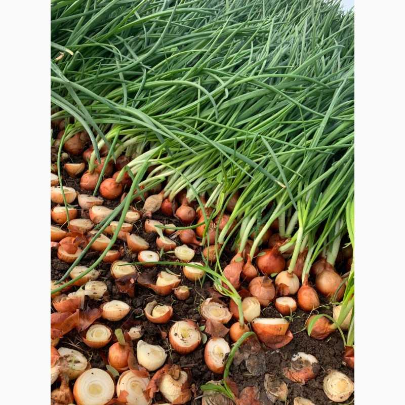 Лук на перо: посадка и выращивание в открытом грунте и в теплице