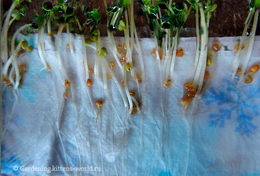 Секрет выращивание. Prorashchivanije Semian v tuolatnoi bumage. Прорастить семена в туалетной бумаге. Проращивание семян в земле. Рассада в бутылках пластиковых прорастание.