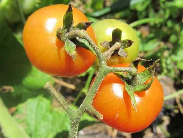 Томат апельсин: отзывы, фото, урожайность