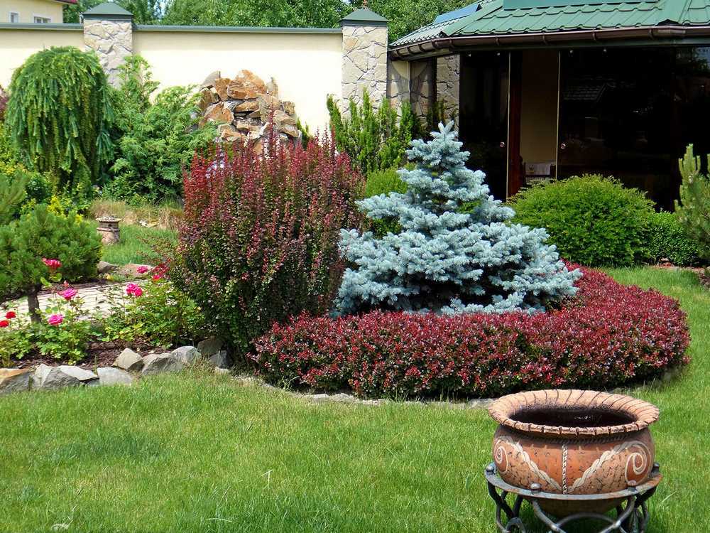 О применении можжевельника в украшении сада: композиции, клумбы и живые изгороди