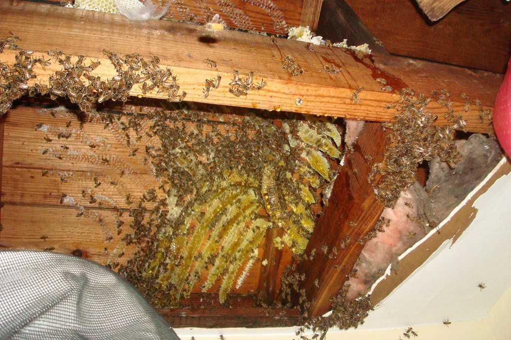 Соседские пчелы. Шмелиный Рой в доме. Шершень гнездо Рой. Дом улей. Шмелиный улей в доме.