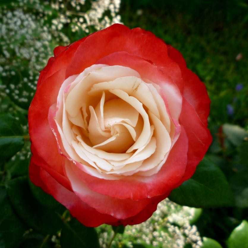 Чем хороши кустовые розы разных видов, и в чем особенности ухода за ними?