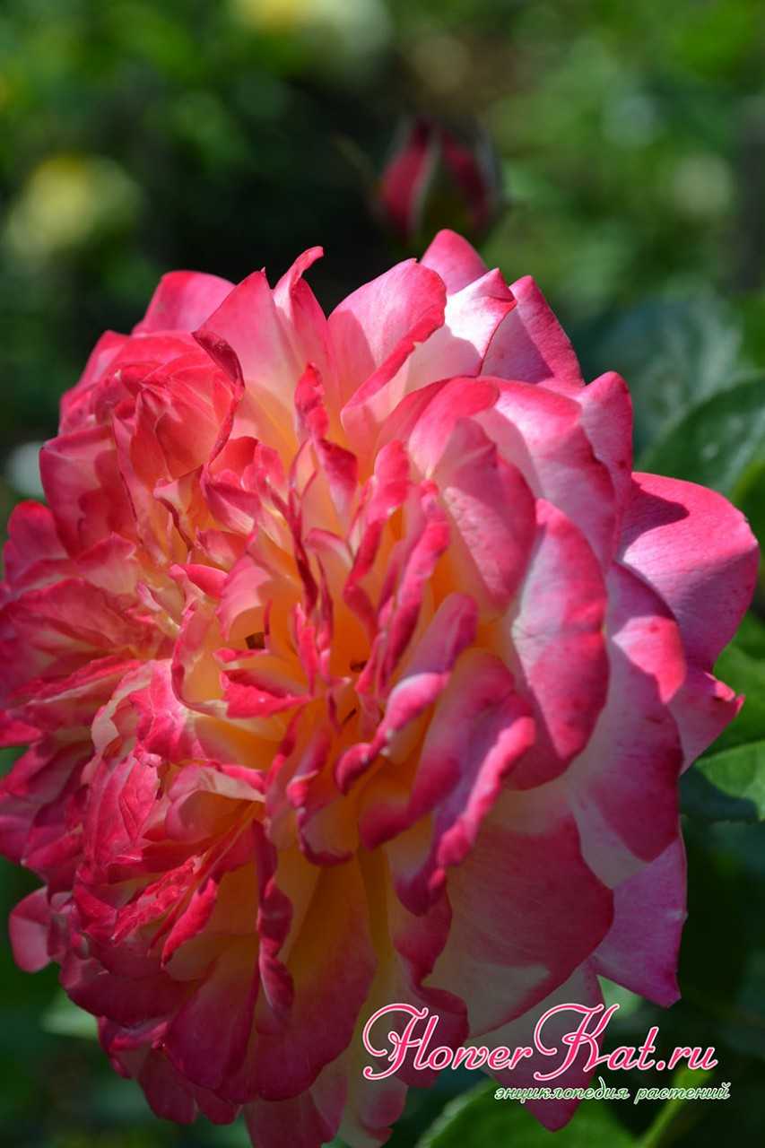 Зимостойкие сорта плетистых роз для подмосковья