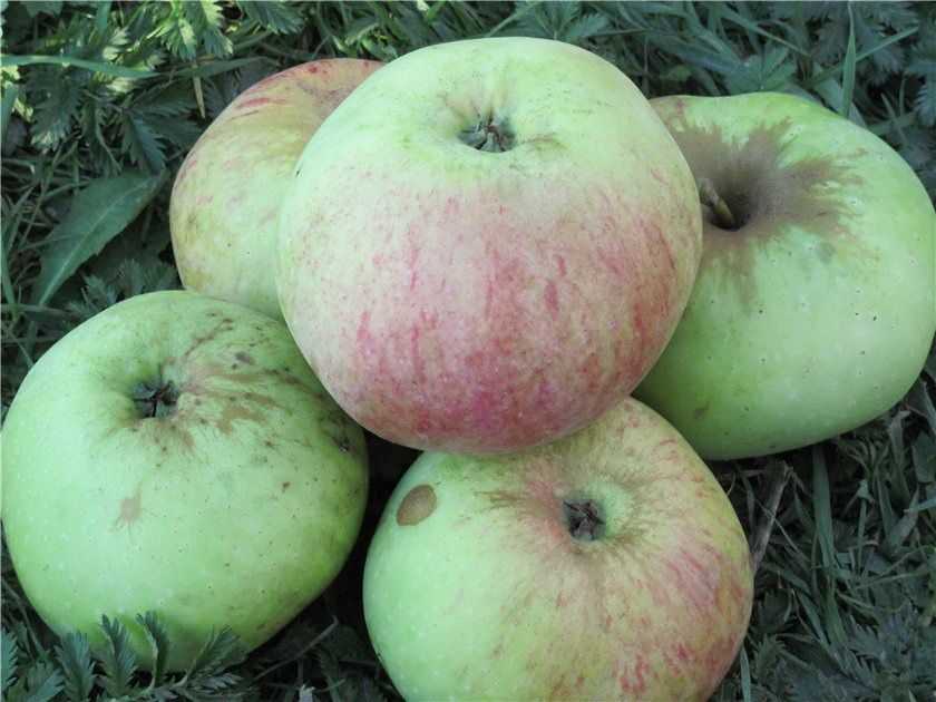 Сорт яблони богатырь: характеристика и особенности выращивания