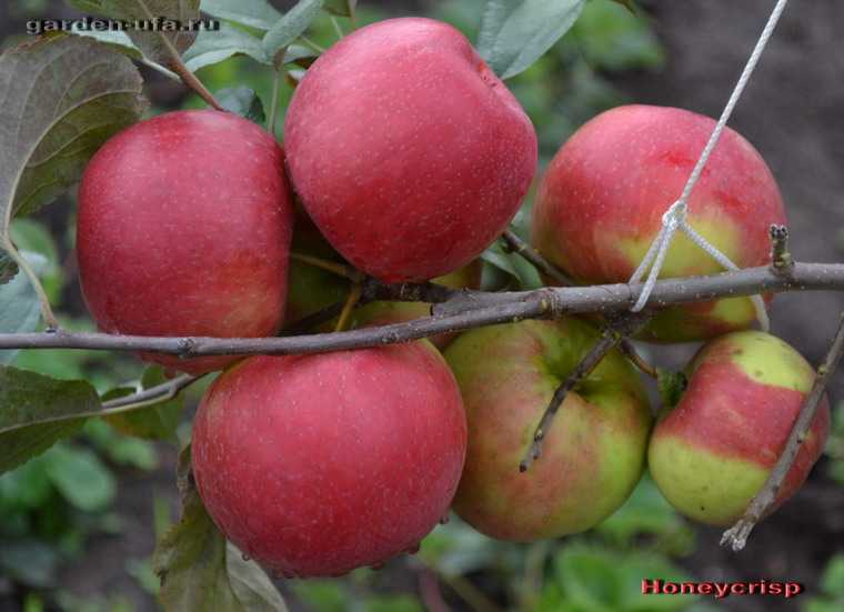Характеристики яблони сорта «хани крисп»: фото, отзывы