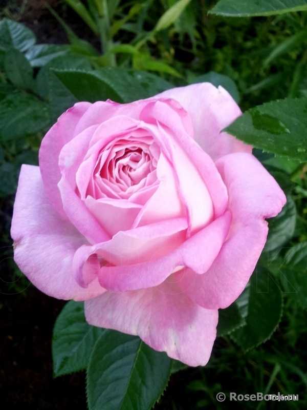 Амазинг розе. Сорт розы эмейзинг Грейс.
