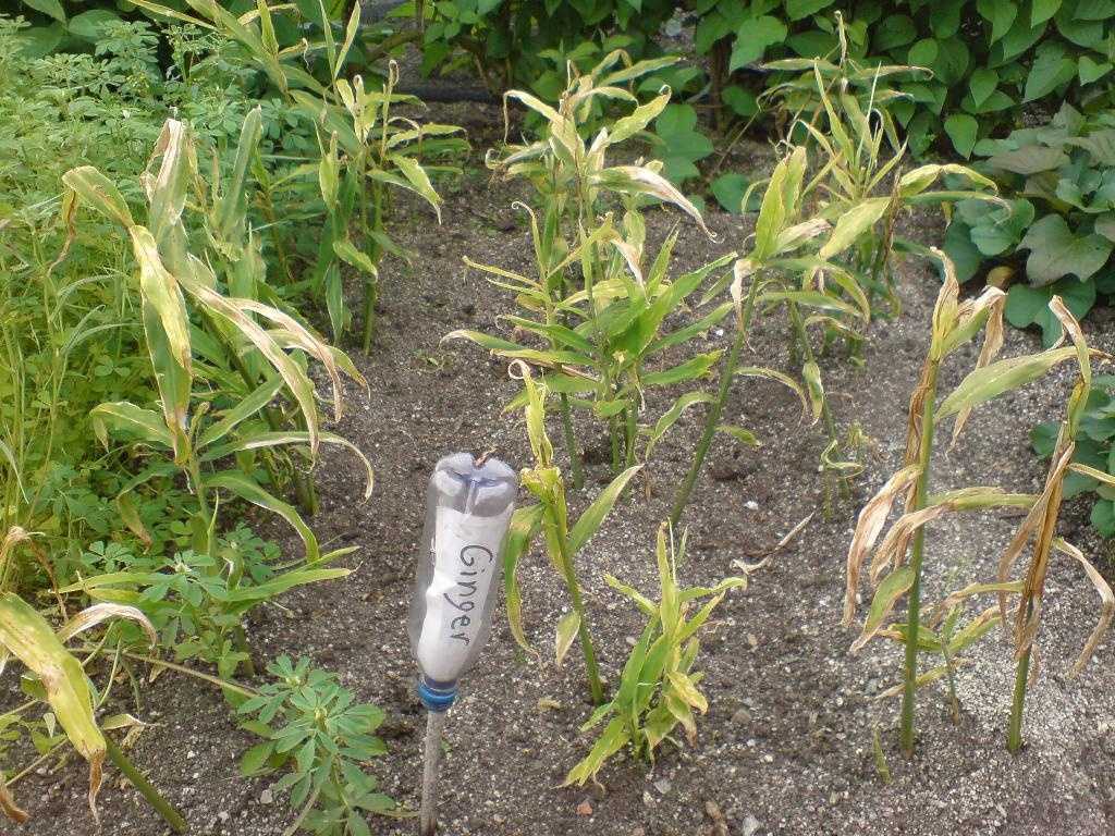 Пошаговая инструкция, как правильно выращивать имбирь на огороде в средней полосе россии