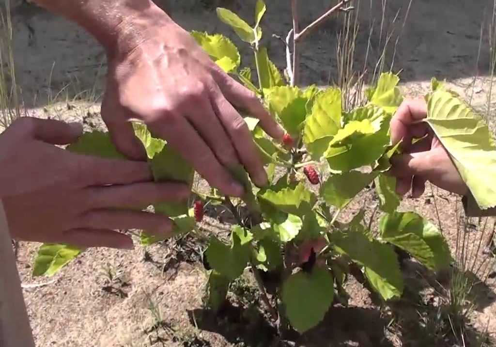 Шелковица: выращивание и уход в средней полосе