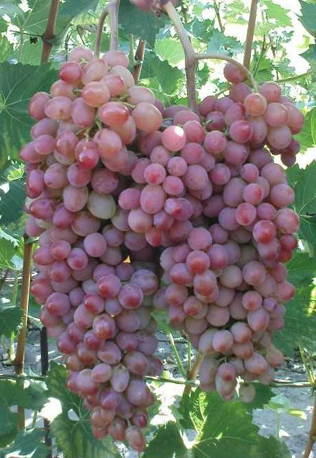 Сорт винограда "сверхранний бессемянный" - описание, особенности виноградной лозы, характеристики, происхождение, фото