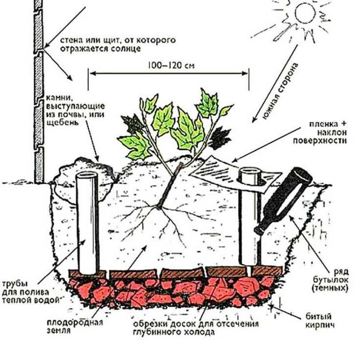 Выращивание топинамбура: агротехника и фото, размножение, а также как посадить в домашних условиях клубнями на участке на даче в открытом грунте и где взять семена?