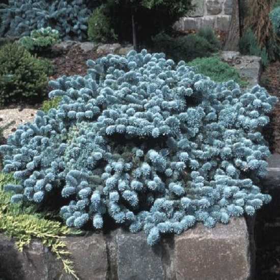 Пихта корейская (47 фото): описание пихты с синими шишками, посадка и уход, виды и сорта, выращивание. как быстро растет?