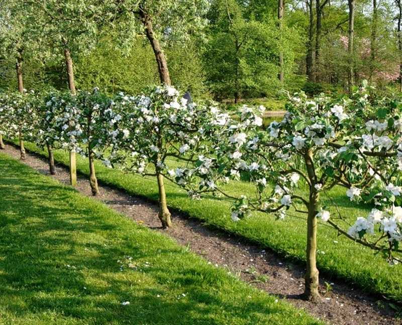 Все о влаголюбивых плодовых деревьях и кустарниках для дачного участка