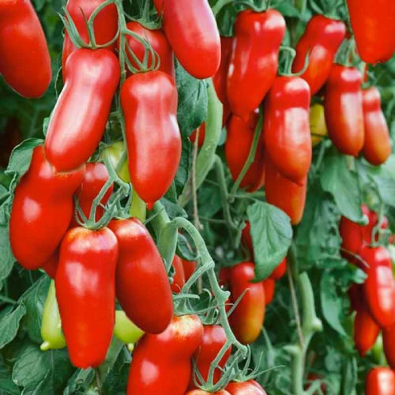 Особенности сорта томатов «татьяна»