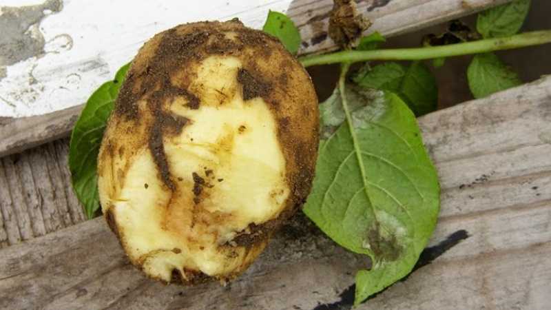 Фитофтора на картофеле: как бороться, чем обрабатывать?
