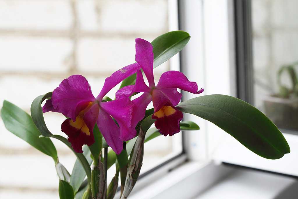 Каттлея. Каттлея фиолетовая. Виды орхидей Каттлея. Орхидея Каттлея Южные окна.