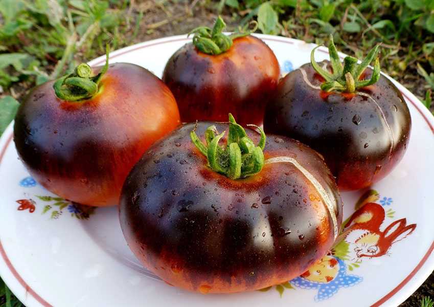 Подарок сибирских огородников — неприхотливый сорт томата «хлебосольные», описание, характеристики, советы