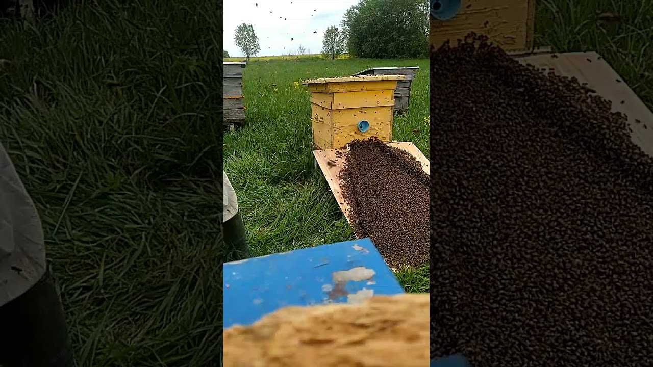 Правильная ловля пчелиных роев ловушками