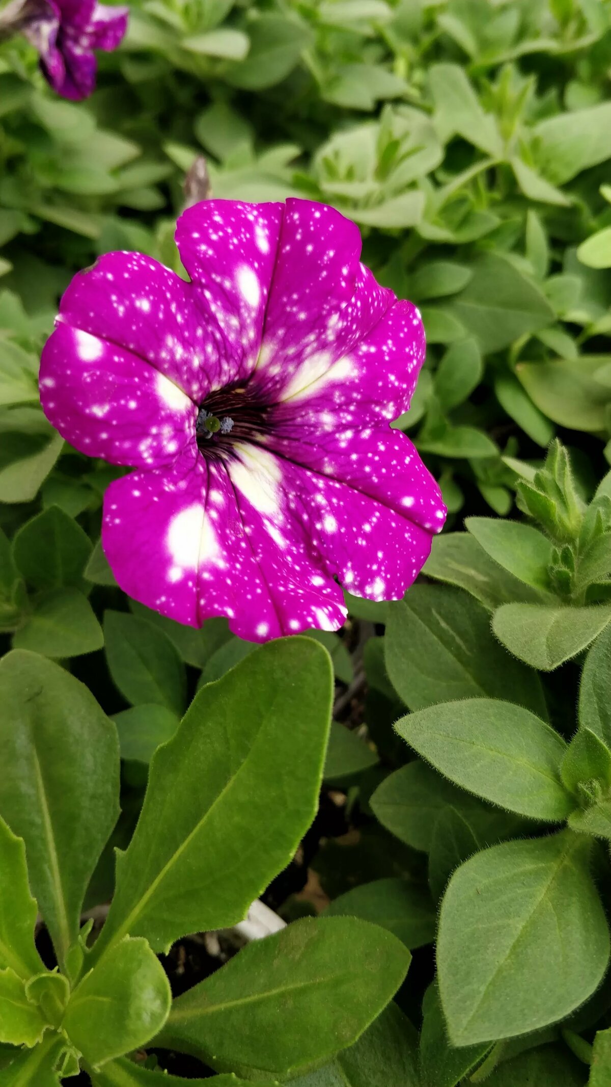 Цветок петуния фото и описание