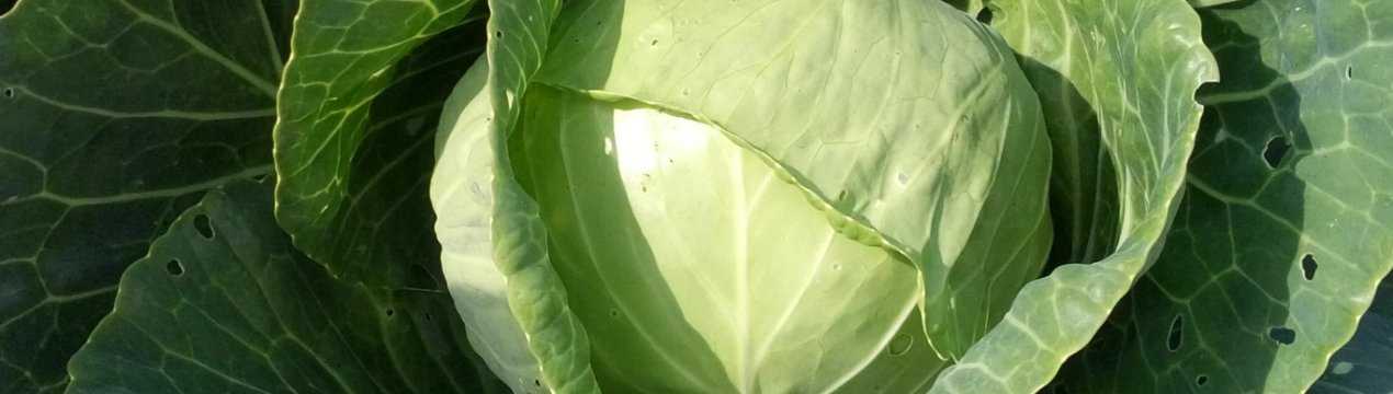 Описание и характеристика сорта капусты ларсия f1