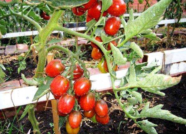 Томат "де барао": характеристика и описание сорта, когда выращивать на рассаду, фото помидор